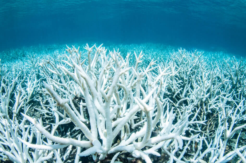Creme  solari ecosostenibili contro lo sbiancamento dei coralli