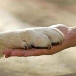 Report ‘Animali in città’: meno di 4 Comuni su 10 promossi nei servizi pet care