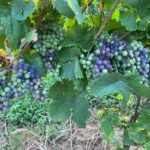 Vendemmia 2023, troppa pioggia o troppo caldo?