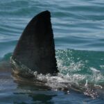 Morto il 12enne attaccato da uno squalo nel porto di Sydney