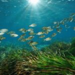 Un virus marino può infettare l’occhio dell’uomo, in uno studio la scoperta sul possibile salto di specie