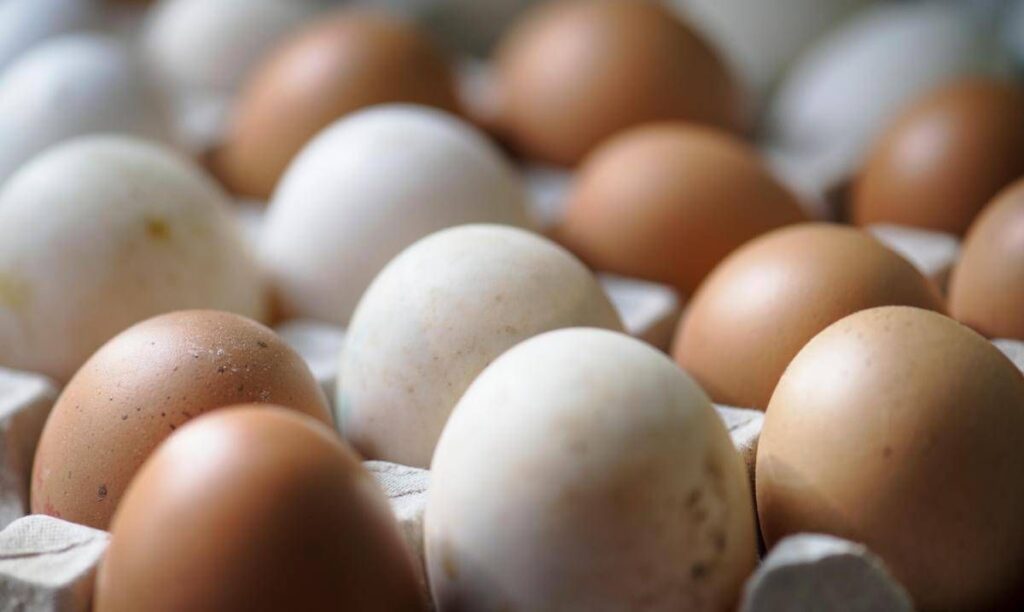 Epidemia di salmonella nel Regno Unito, 1 morto e oltre 200 casi: “Colpa delle uova importate”
