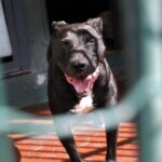 Pitbull aggredisce il padrone, la moglie uccide il cane e lo salva