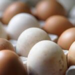 Rischio salmonella, ritirato lotto di uova Selex