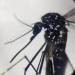 Dengue, in focolai in Italia prevale trasmissione a breve distanza: entro 400 metri