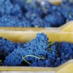 Vino, tutto pronto per l’evento dedicato al Pinot Nero