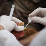 Aviaria si diffonde in Ue, 60 focolai in 3 settimane. Ciccozzi: “Colpa degli allevamenti intensivi”