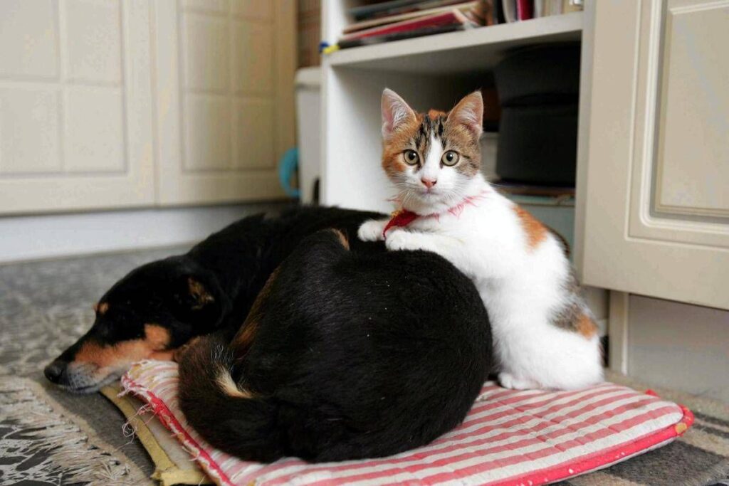 Botti e fuochi d’artificio, come proteggere cani e gatti da stress e rischi