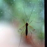 Chikungunya, Ecdc: “70 casi dopo viaggi alle Seychelles, per i turisti rischio alto”