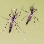 Chikungunya, cosa stiamo sbagliando? “Zanzare avanzano e servono più dati”