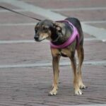 Estate, sindrome da rientro anche per i pet. Il veterinario: “Ecco come gestirla”