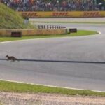Formula 1, ‘invasione di campo’ in Olanda. Leclerc: “C’è una volpe in pista”