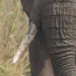 Giornata mondiale dell’elefante, specie in pericolo dall’Africa all’Asia