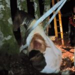 Animali, cavallo incastrato tra due alberi in bosco vicino Roma: salvato da vigili fuoco