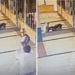 Donna prende a morsi un pitbull per salvare il suo cane: il video choc