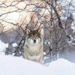 Lupo abbattuto a Trento, Brambilla contro Fugatti: “Ora ha il suo trofeo”