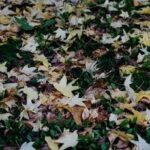 Oggi inizia la nuova stagione, cos’è e quando cade l’equinozio di autunno