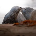 Oppo Reno14: l’AI rivoluziona la fotografia mobile