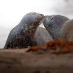 Oppo Reno14: l’AI rivoluziona la fotografia mobile