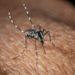 Roma, misure anti-zanzare in vista dell’estate: cosa dice l’ordinanza