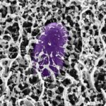 Scoperta del MIT: il muco contiene molecole che bloccano l’infezione da Salmonella