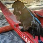 Sics, decine di salvataggi al mare e nei laghi grazie ai cani bagnino