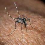West Nile, Bassetti: “Non è finita, avremo casi fino a ottobre”