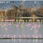 AI per gli uccelli: il riconoscimento facciale per la conservazione della biodiversità in Cina