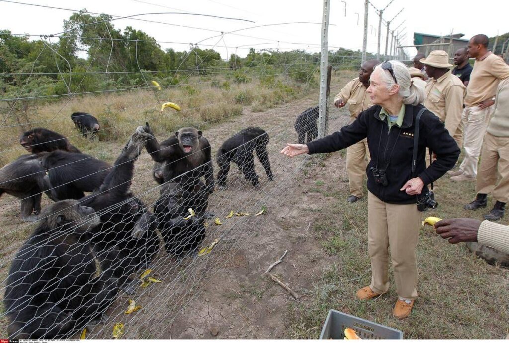 Addio a Jane Goodall, la donna che parlava con gli scimpanzé