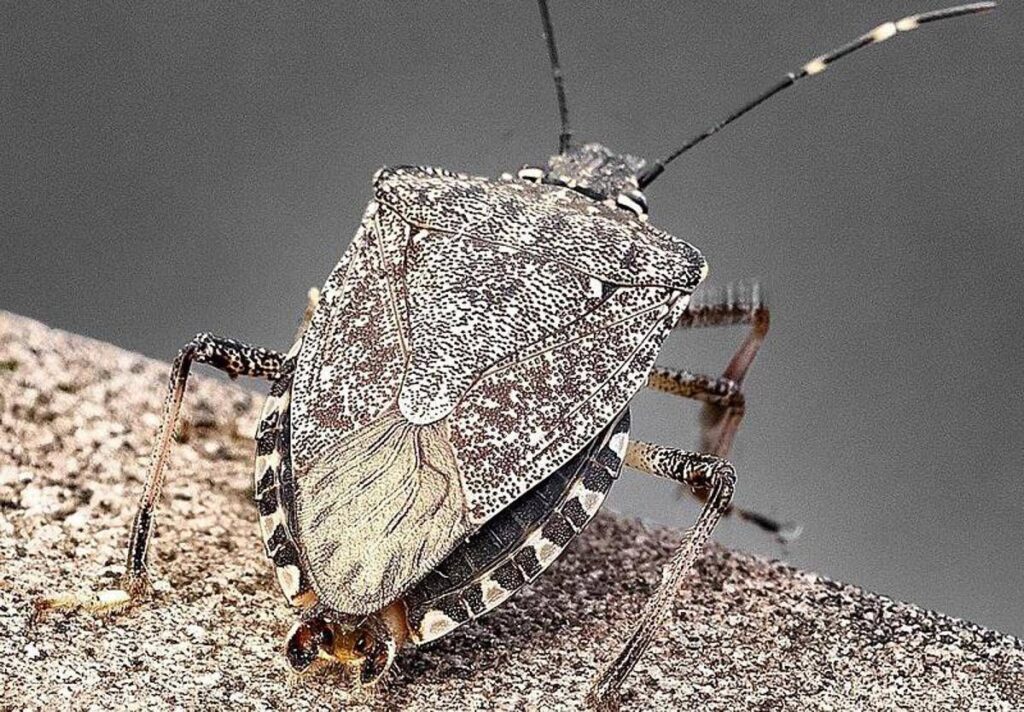 Cimice asiatica, torna l’emergenza: danni record a pere e mais, allarme degli agricoltori