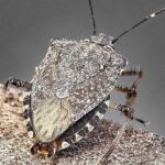 Cimice asiatica, torna l’emergenza: danni record a pere e mais, allarme degli agricoltori