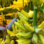 Da banana a mango made in Italy, aumenta produzione frutta esotica