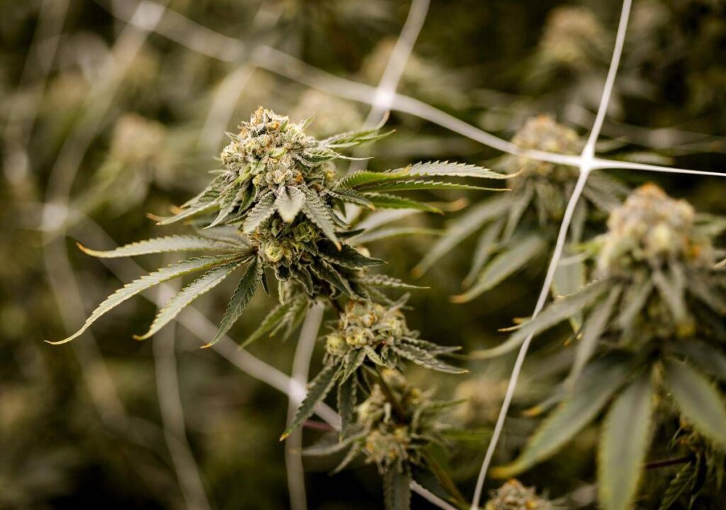 Farmaco con cannabis funziona contro dolore cronico, lo studio