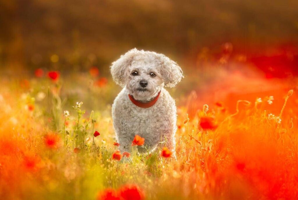 Giornata mondiale degli animali. Il veterinario: “In Italia più pet che abitanti”