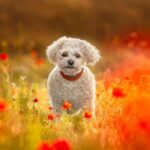 Giornata mondiale degli animali. Il veterinario: “In Italia più pet che abitanti”