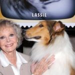Morta June Lockhart, la mamma star di ‘Lassie’ aveva 100 anni