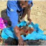 Orrore a Sezze, uccide e seziona un cane: guardie zoofile filmano tutto