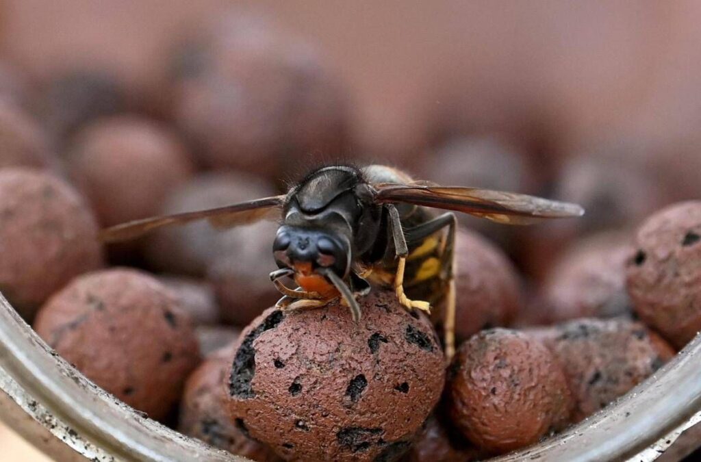 Sciame di calabroni attacca 30 persone nel Torinese, paura al parco della Mandria