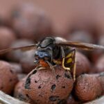 Sciame di calabroni attacca 30 persone nel Torinese, paura al parco della Mandria