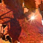 Sole e caldo ma solo per 48 ore, poi arriva il ciclone di Halloween: ecco il meteo che ci aspetta