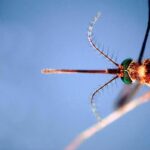 West Nile, terzo morto nell’Oristanese e nuovo contagio: casi salgono a 38