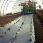 Agricoltura: telo Mater-Bi ammendante inorganico secondo Regolamento Ue