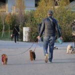 Cani, tumori cerebrali e artrosi: cura innovativa con staminali