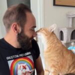 Come accarezzare i gatti, ecco la ‘ricetta’ infallibile per farsi amare