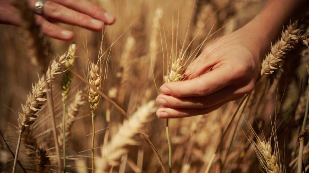 Mondelez, Mangiarotti: “Con Harmony supportiamo introduzione di tecniche di agricoltura rigenerativa”