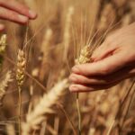 Mondelez, Mangiarotti: “Con Harmony supportiamo introduzione di tecniche di agricoltura rigenerativa”