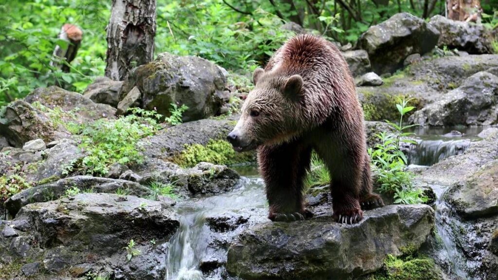 Orsi all’attacco in Giappone, dopo 12 morti e 100 feriti arriva l’esercito