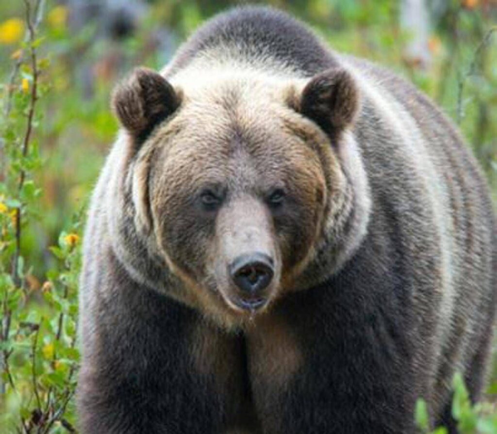 Paura in Canada, orso grizzly aggredisce scolaresca: un morto e 11 feriti