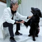 Perché i cani danno la zampa? Ecco come capire le richieste di Fido