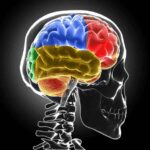 Sclerosi multipla, Bandiera (Aism): “Caregiver fondamentali ma ancora invisibili”